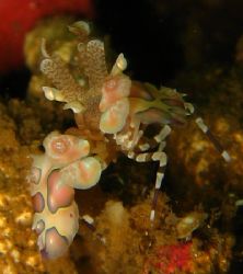 First encounter with Harlequin Shrimp. What an amazing cr... by Mulwardi Tjitra 